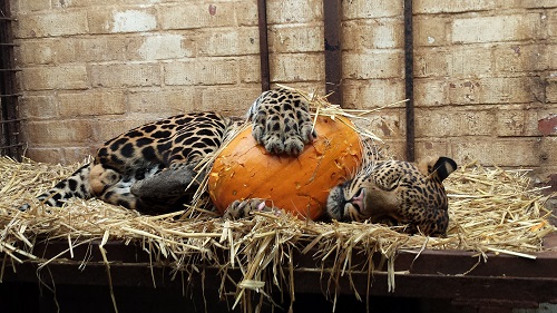 African leopard Bakari at FELIDA 2014