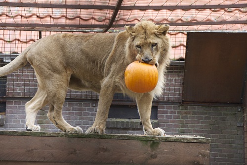 1-Lioness Noor FOUR PAWS Sanctuary NL