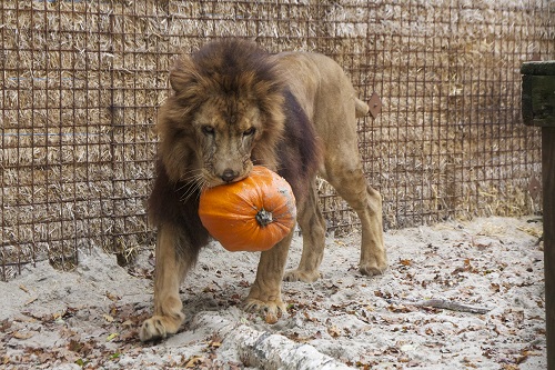 FELIDA Helloween 2014