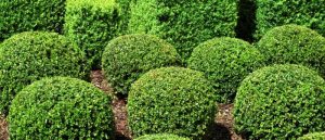 Wiley Freeman Funeral Shrubs