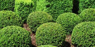 Wiley Freeman Funeral Shrubs
