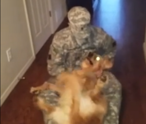 Video: Golden Retriever Welcomes Soldier Home