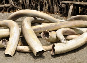 Sen. Lamar Alexander Warns Ivory Ban Is Plan To Confiscate Guns