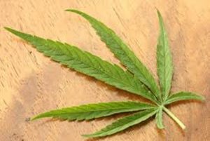 Oregon to Vote On Marijuana Legalization in November
