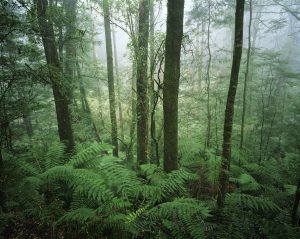 #GreenWorldRising: Leonardo Dicaprio and Thomas Hartmann Pair Up For Climate Series