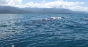 Breathtaking Footage Of Humpback Whales Captured In Costa Rica