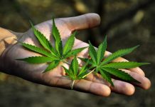 marijuana leaves