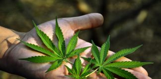 marijuana leaves