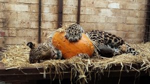 Big Cats + Pumpkins = Big Halloween Cute