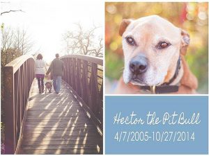 Former Michael Vick Dog Turned Therapy Pup Dies