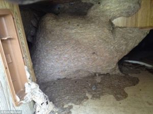 Video:  350,000+ Wasps Found In Infested South Carolina Camper