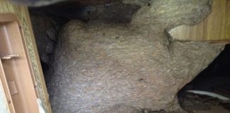350,000 wasps were found in this nest