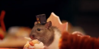 tiny hamster thanksgiving