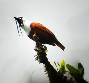 Doppler Satellite Is Being Used To Monitor The Loudest Birds On Earth