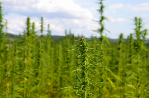 Arizone could legalize weed in 2016