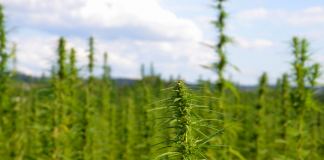 Arizone could legalize weed in 2016