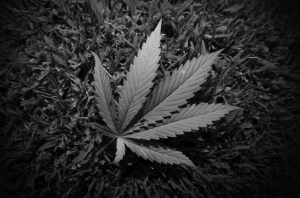 Missouri State Representative Pushes For Marijuana Reform