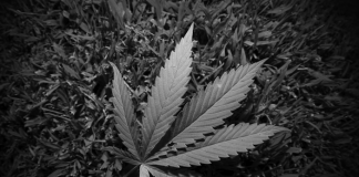 legalize weed in Missouri?