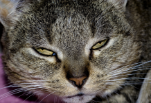 image of an angry internet cat