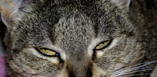 image of an angry internet cat