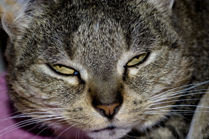 image of an angry internet cat