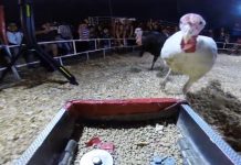 turkey stampede