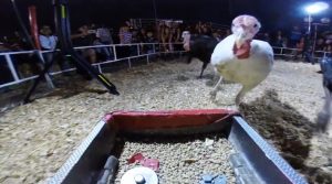 turkey stampede