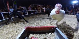 turkey stampede