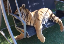 Lazy on the swing !
