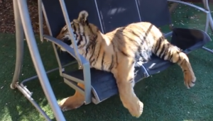 Lazy on the swing !