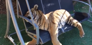 Lazy on the swing !