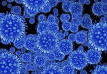 flu virus spore structure