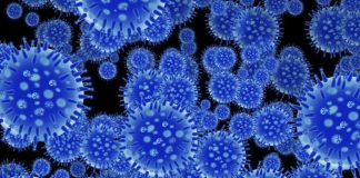 flu virus spore structure