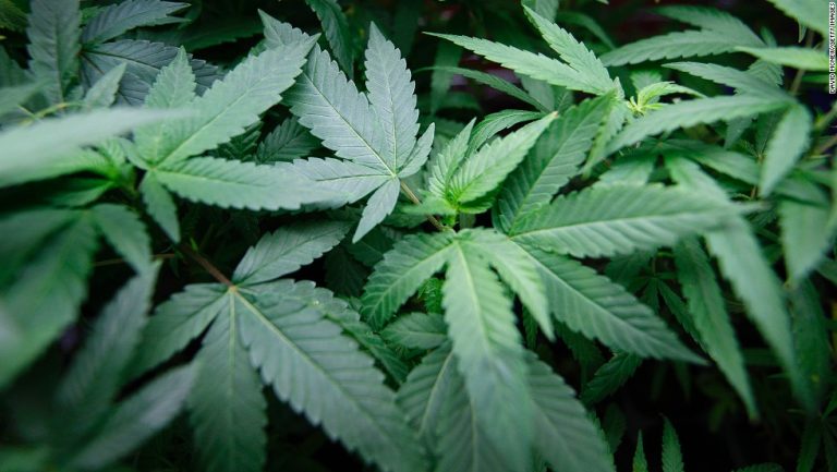 DEA says marijuana has no medical value, will remain in same category as heroin and LSD