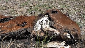 GOP Drags Dead Horse From Barn, Orders Republicans to Ride It