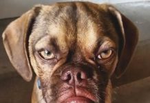 Hoge Porks the Pooch