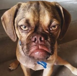 Pugnacious Plaintiff Porks the Pooch