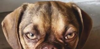 Hoge Porks the Pooch